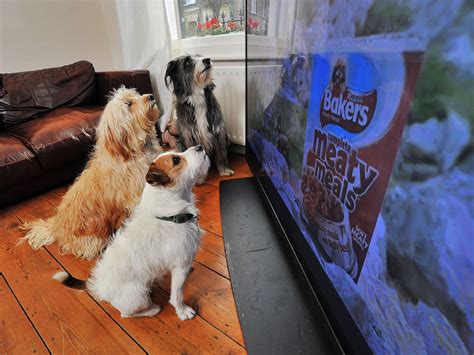 Can Dogs Go Crazy From Boredom