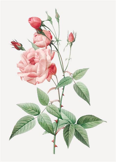 Vintage Pink Rose Drawing Royalty Free Stock Illustration 574688