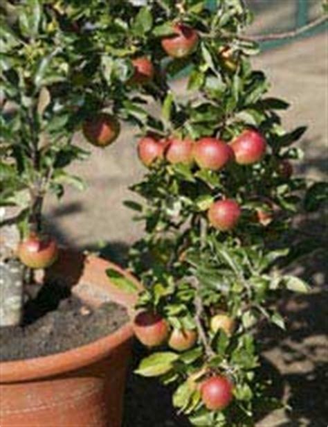 Fruit Trees Home Gardening Apple Cherry Pear Plum All Fruit Tree