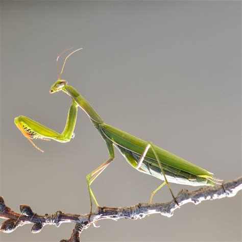 Reportajes Y Fotografías De Mantis Religiosa En National Geographic