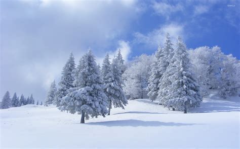 Thick Snow On Pine Trees Wallpaper Nature Wallpapers