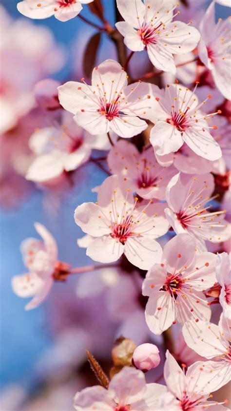 Desktop cherry blossoms hd wallpaper. Cherry Blossom iPhone HD Wallpaper | PixelsTalk.Net