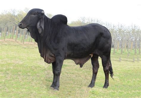 Through centuries of exposure to inadequate food supplies, insect pests, parasites, diseases and the weather extremes of tropical india, the native cattle developed some remarkable. Herd Bulls - Black Diamond Ranch | Cow calf, Cattle, Bull cow