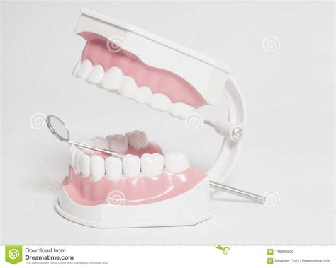 White Human Teeth Model And Dental Mirror Instrument Dental Care