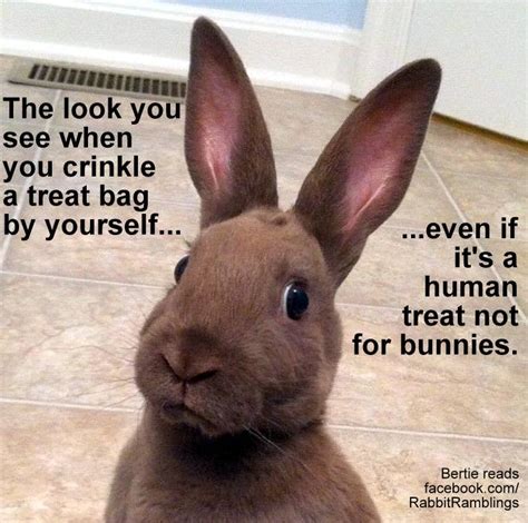 Rabbit Memes Patten Netherland Dwarfs