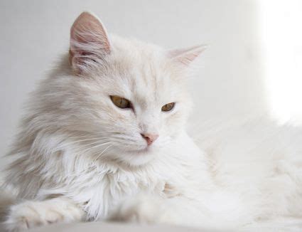 Kind of like when a man wears trousers a lot and gets the hair on the back of his leg rubbed off? 4 Cat Breeds That May Be Hypoallergenic