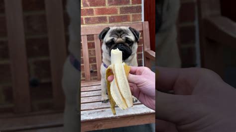 What Do Dogs Eat 2021 Pangpang The Pug Eats Banana Yummy Pug