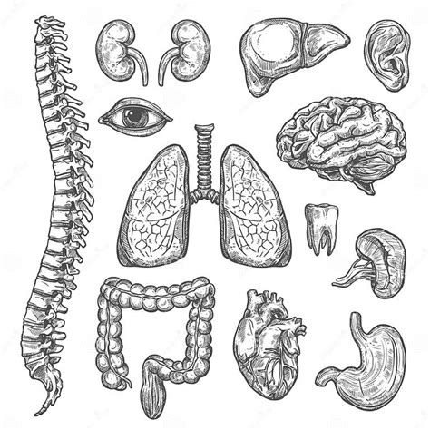 Ícones Da Anatomia Do Corpo Do Esboço Do Vetor Dos órgãos Humanos