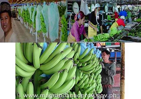 Palao sa buto is a barangay in the municipality of datu paglas, in the province of maguindanao. File:La Frutera Banana Plantation in Datu Paglas ...