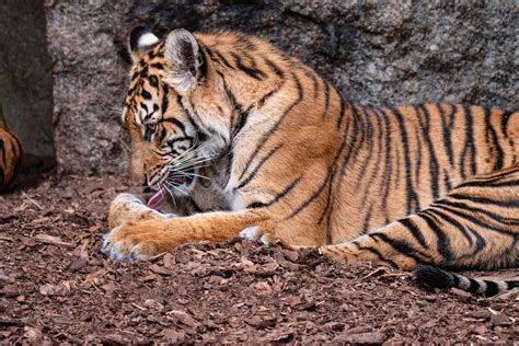 Tierpark Berlin Sumatra Tiger Im Freigehege Des Alfred Br Flickr