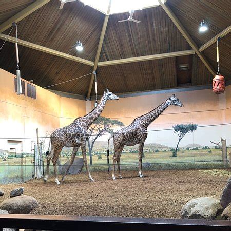Hours, address, toronto zoo reviews: Toronto Zoo - 2020 All You Need to Know BEFORE You Go ...