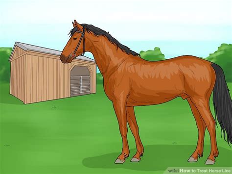 How To Treat Horse Lice 11 Steps With Pictures Wikihow