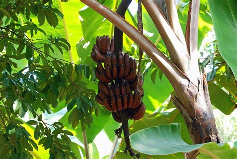 10 Types Of Banana Trees Diy Gardens