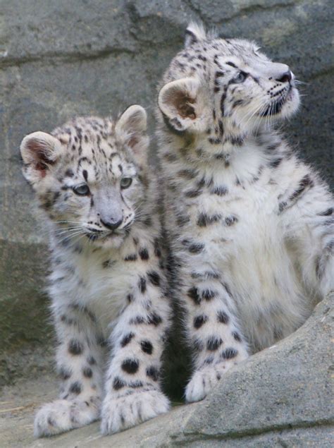 3baby Snow Leopards At Marwell Paulriley Flickr
