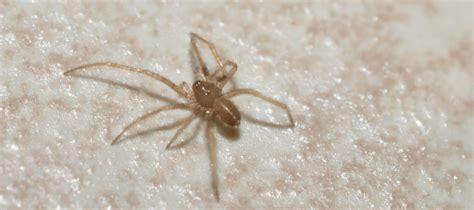 Southern House Spider Identification Tips Abc Blog