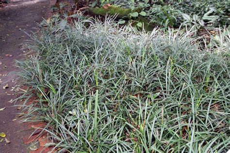 How To Care For Monkey Grass Dengarden