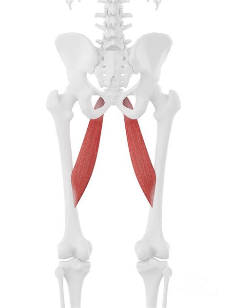 Adductor Longus Ubicaciondepersonascdmxgobmx