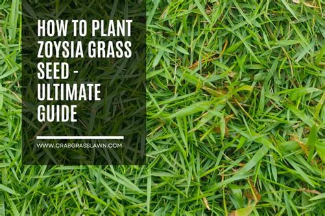 How To Plant Zoysia Grass Seed Ultimate Guide Crabgrasslawn
