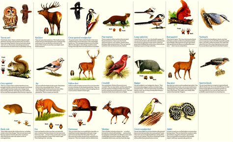 Forest Animals List Forest Animals List Of Animals
