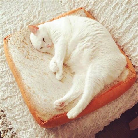 Toast Cat Pad Petagadget