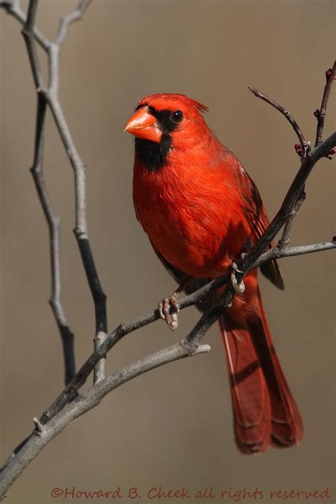 Song Birds Northern Cardinal In Central Texas By Photographer