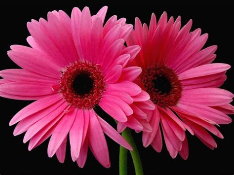 Pink Daisy Flower Wallpapers Wallpaper Cave