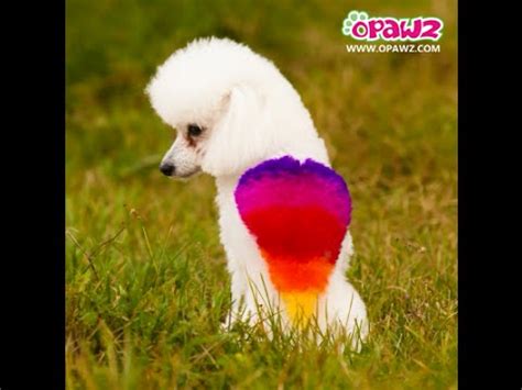 4.4 out of 5 stars 494. How to Use OPAWZ Pet Hair Dye to Create Rainbow Dog - YouTube