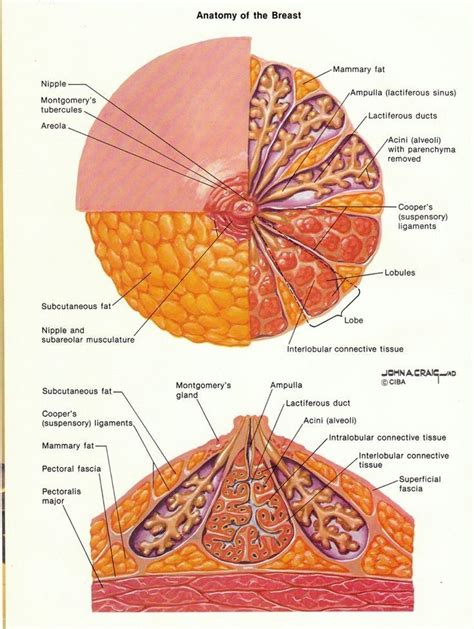 Pin By Rock Attracted On Medical Study Info In 2020 Human Anatomy And