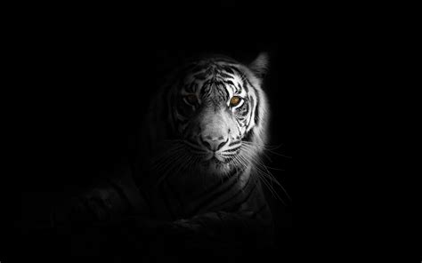 White Tiger Ultra Hd Desktop Background Wallpaper For K Uhd Tv My XXX
