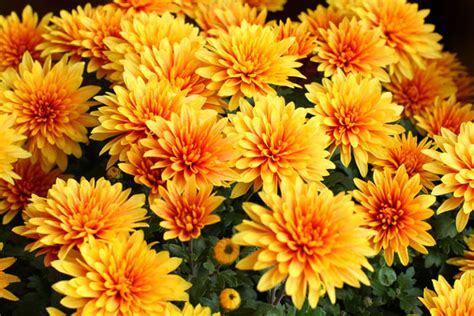 Chrysanthemum Growing Guide Tips On How To Grow Garden Lovers Club