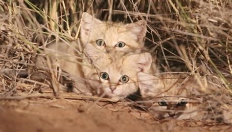 World First It Took 4 Years To Film Sand Cat Cubs In The Wild And They
