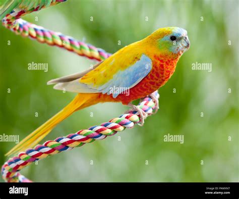 Turquoise Parrot Neophema Pulchella Adult Bird Perched On A Rope