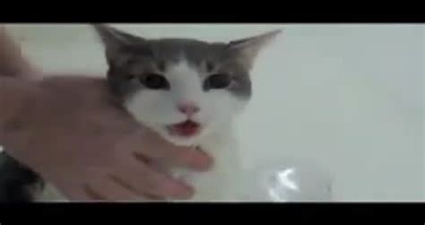 Jack, the indoor siamese cat crying like a human baby for no reason. Cat Cries Like a Human Baby - Videos - Metatube