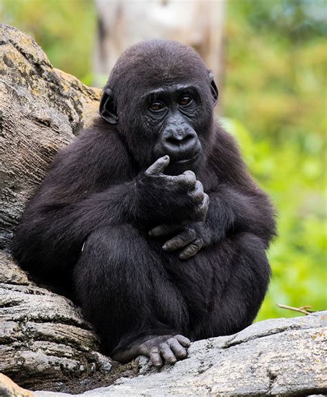 Meet Koko The Gorilla That Can Actually Communicate With Humans Video