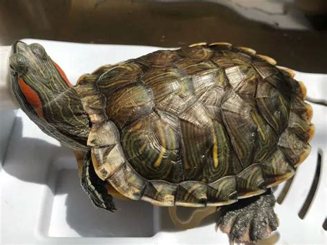 Red Eared Slider Lifespan Being Reptiles