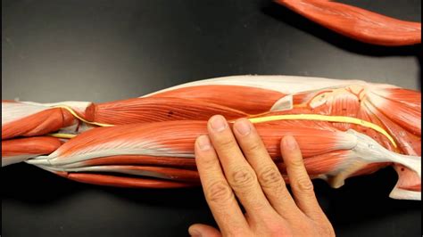 …front and sides of the thigh. MUSCULAR SYSTEM ANATOMY: Posterior thigh region muscles ...