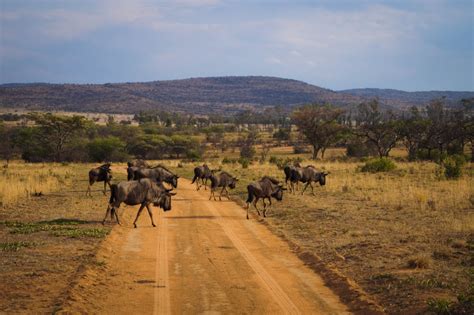 More Than Just Bushveld Get To Know Limpopo