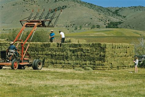 Hay Definition Grass Bale And Facts Britannica