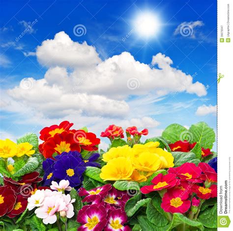 Primula Flowers On Blue Sky Background Stock Image Image
