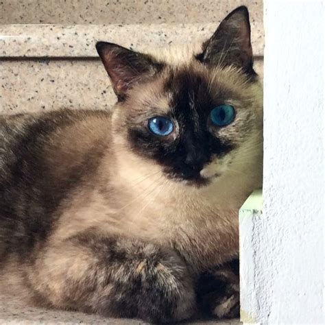 Kiki A Tortie Point Siamese From Italy Beautiful Cats Burmese Cat