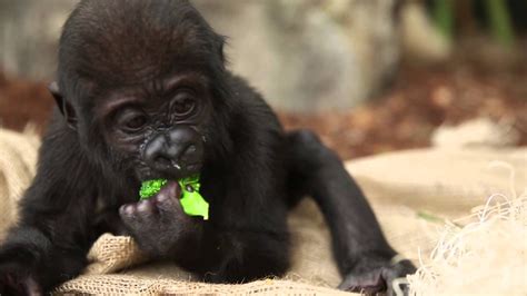 Baby Gorilla Nayembi Gedeihen In 2020 Tierpfleger Gedeihen Affen
