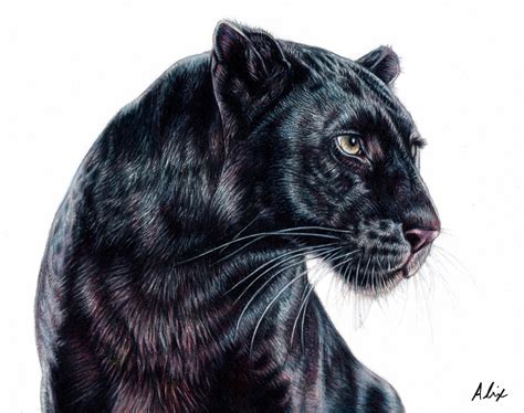 Original Black Panther Colored Pencil Drawing Etsy