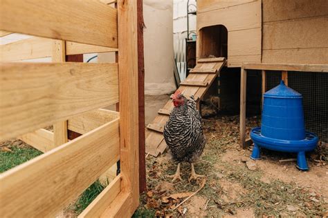 Chicken Coop Ramps Angle Spacing And More Eco Peanut