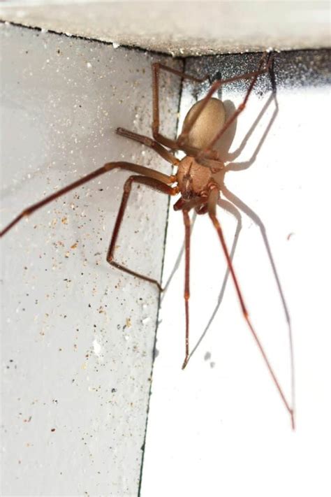 10 Ways To Get Rid Of Brown Recluse Spiders