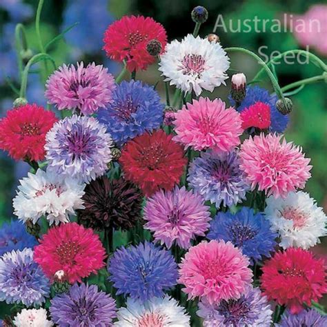 Buy Centaurea Ball Mix Cornflower Seed Australian Seed
