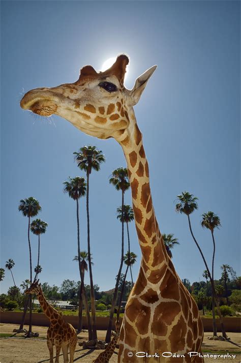 ~ Close Encounter Of The Giraffe Kind San Diego Zoo Safari Park