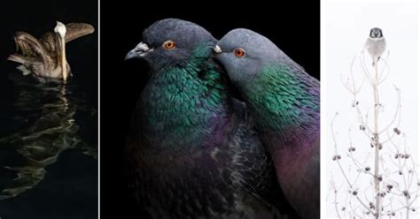 The Winning Images From The Audubon Photography Awards 2022 Petapixel