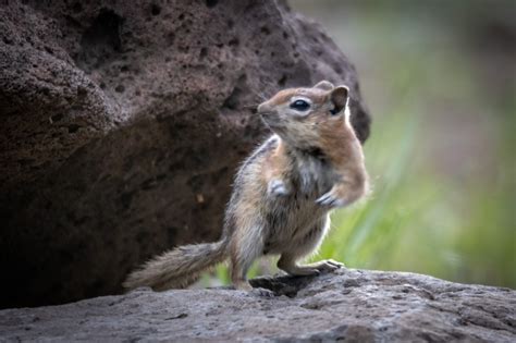 Hopi Chipmunk Kritterspix