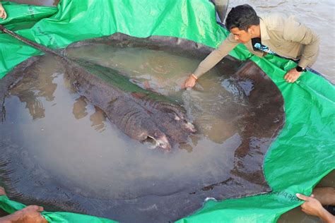 Huge Stingray Becomes Worlds Largest Freshwater Fish Ever Recorded