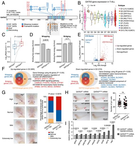 Transcriptome Wide Subtyping Of Pediatric And Adult T Cell Acute Lymphoblastic Leukemia In An